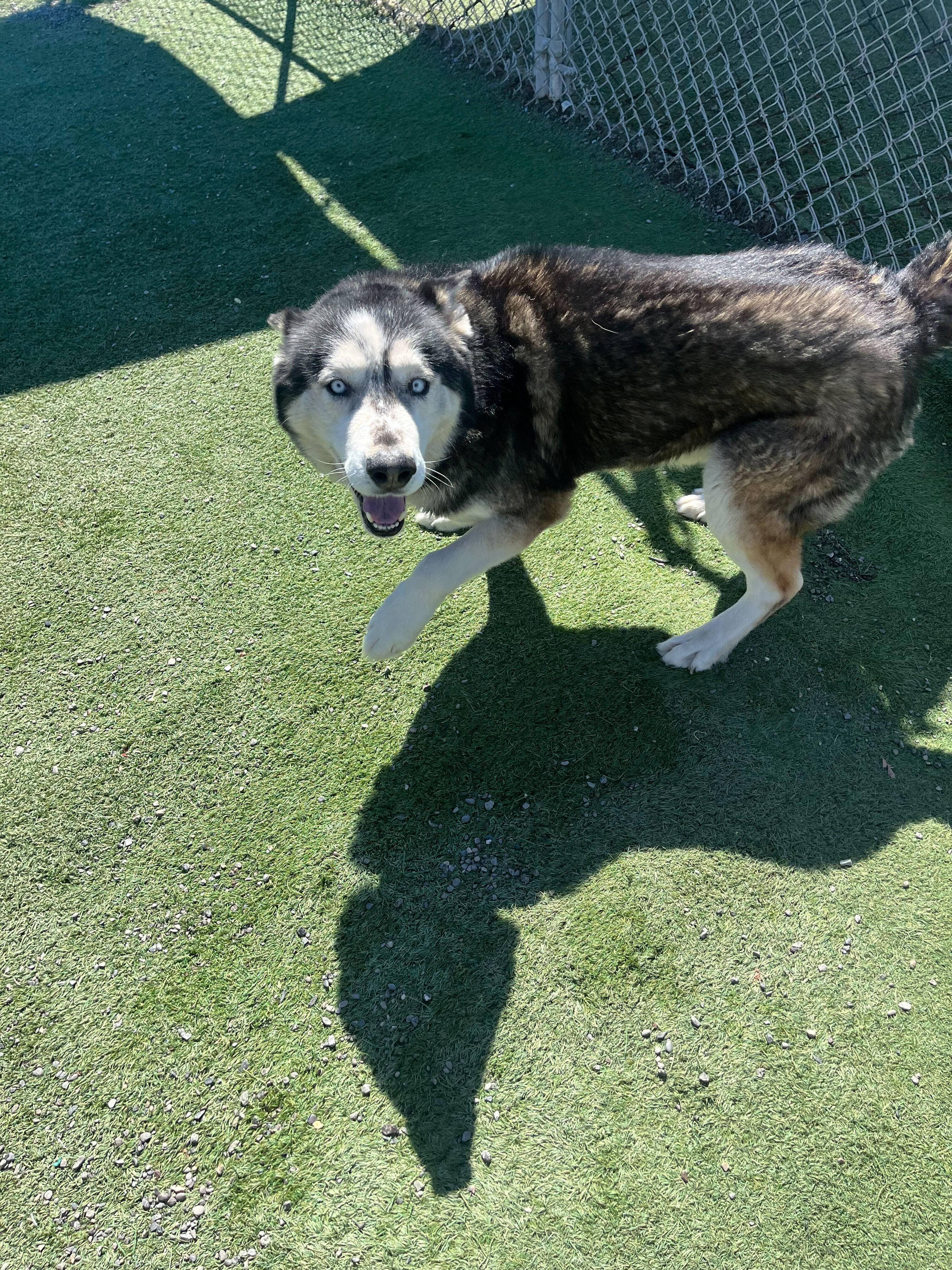 Rex, a ADOPTABLE Siberian Husky in Rohnert Park, CA image 5/6