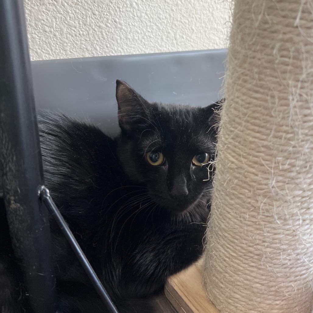 Tina, Adoptable, Young Female Domestic Short Hair.