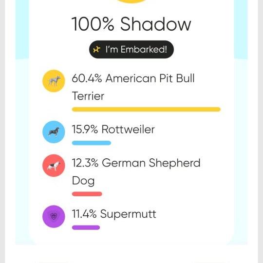 Shadow, Adoptable, Young Female Pit Bull Terrier & Rottweiler.