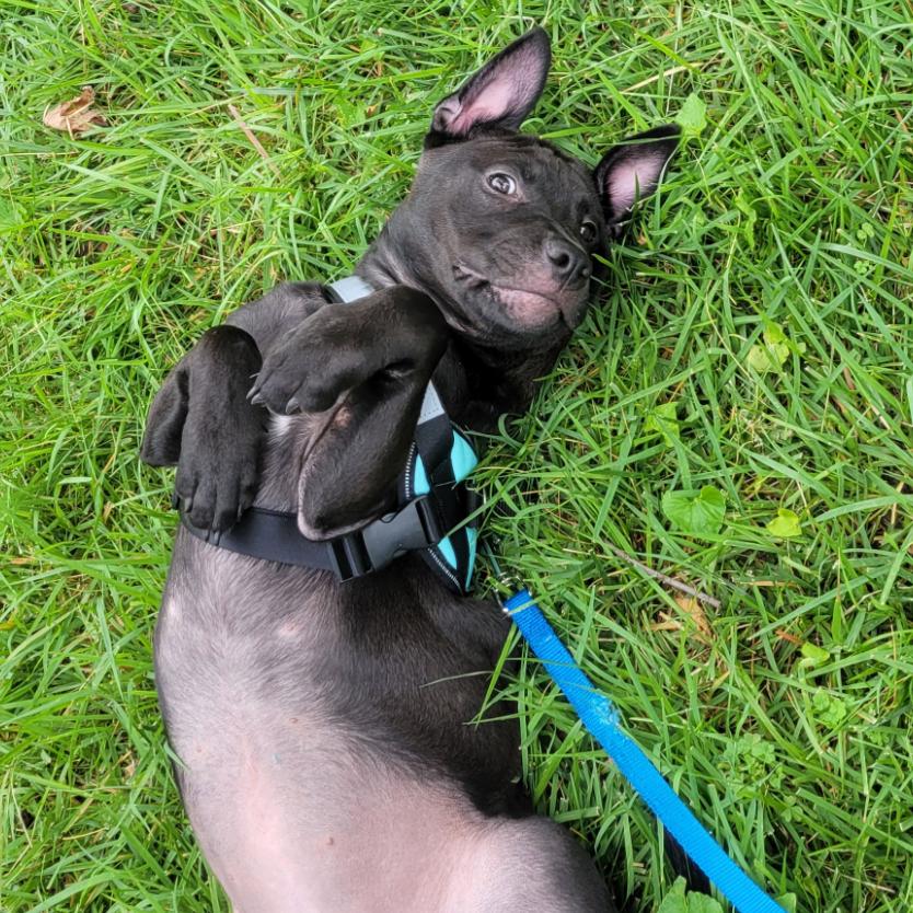 Enlarge Shadow, a Adoptable mixed breed in Kansas City, MO image 2/5