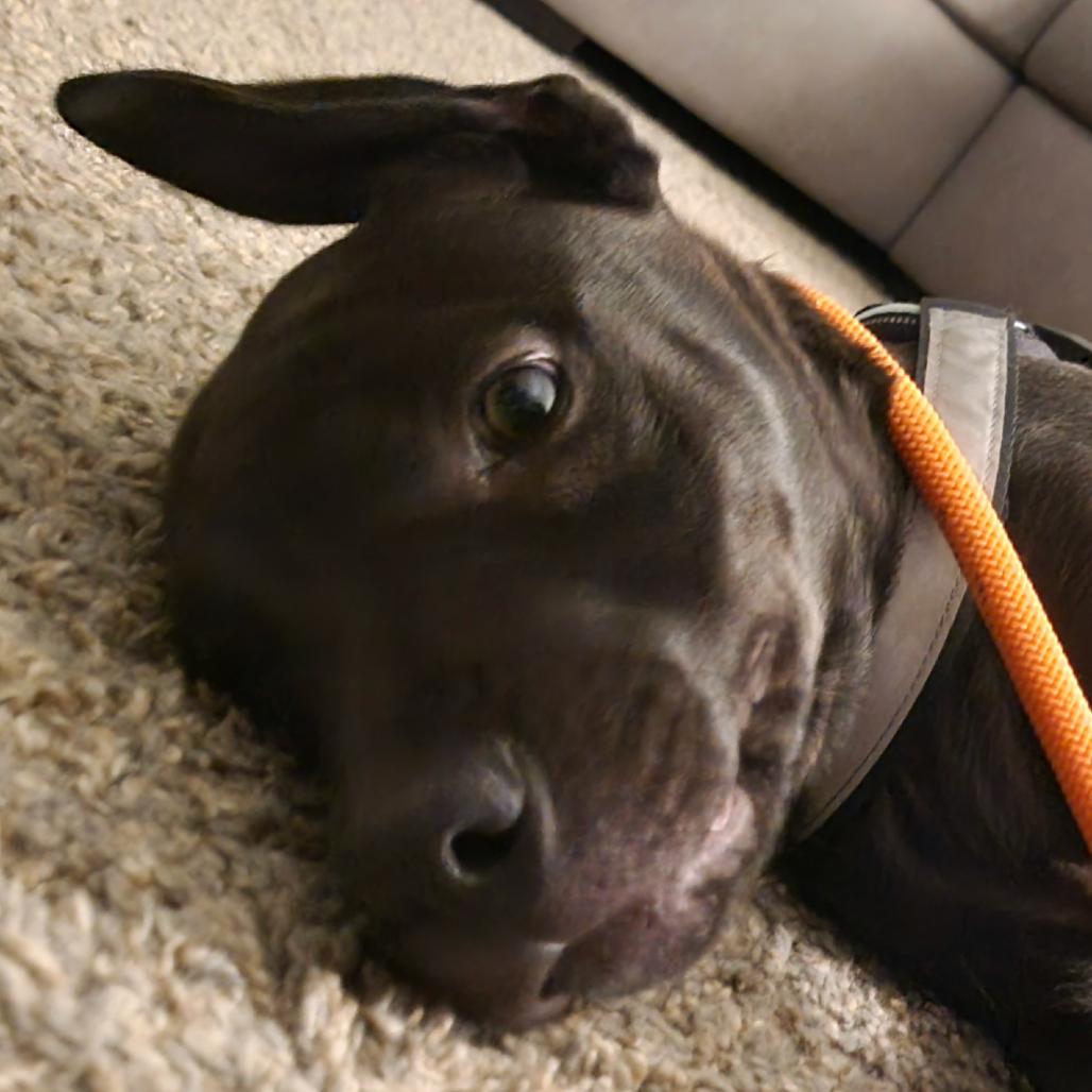Enlarge Shadow, a Adoptable mixed breed in Kansas City, MO image 3/5