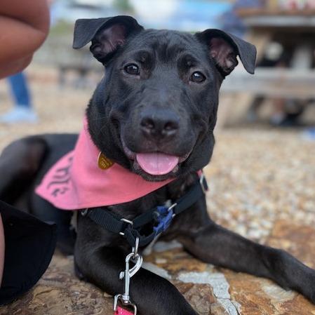 Enlarge Shadow, a Adoptable mixed breed in Kansas City, MO image 4/5