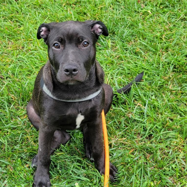 Enlarge Shadow, a Adoptable mixed breed in Kansas City, MO image 5/5