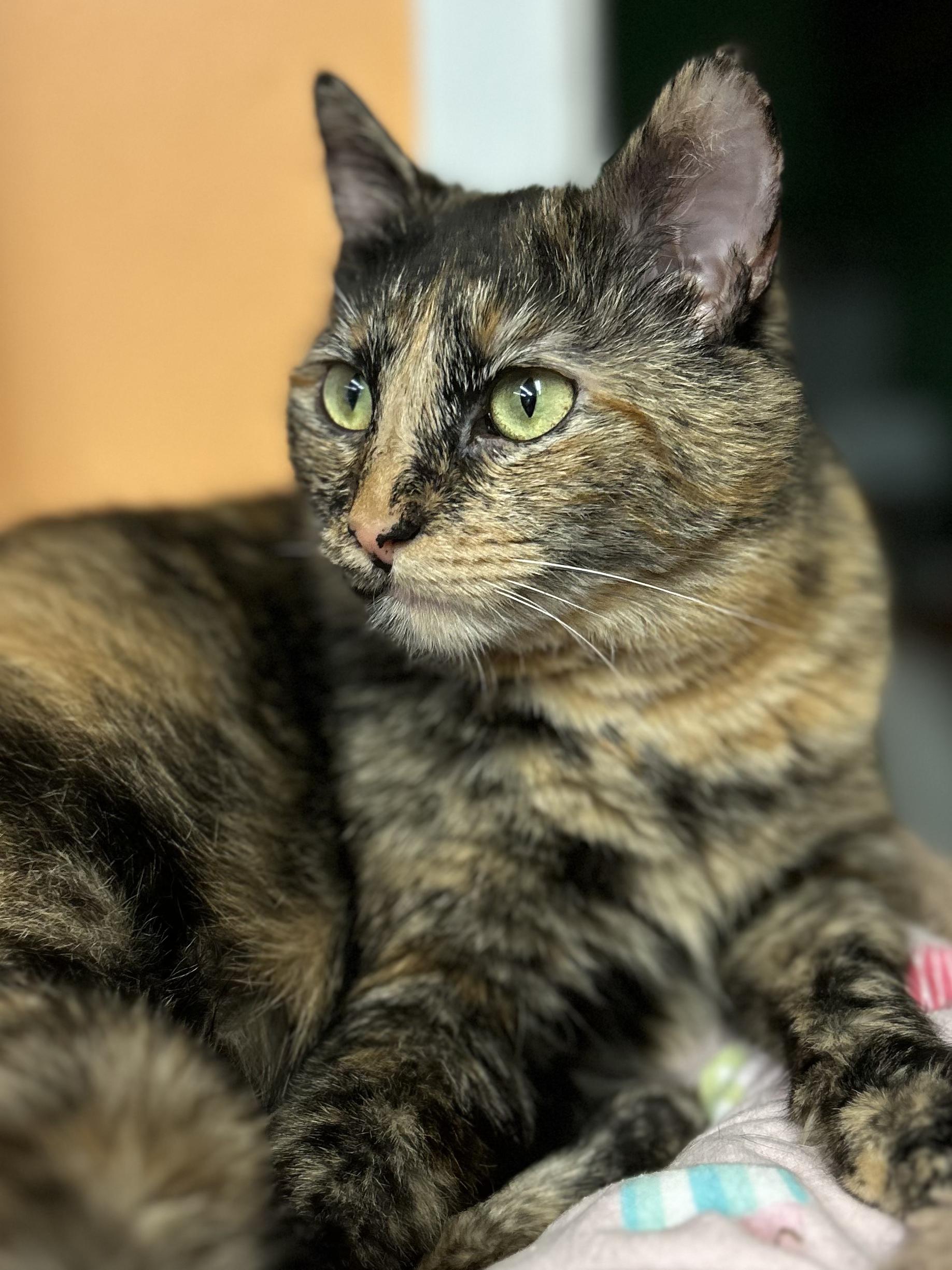 Sassafras, Adoptable, Young Female Domestic Short Hair.