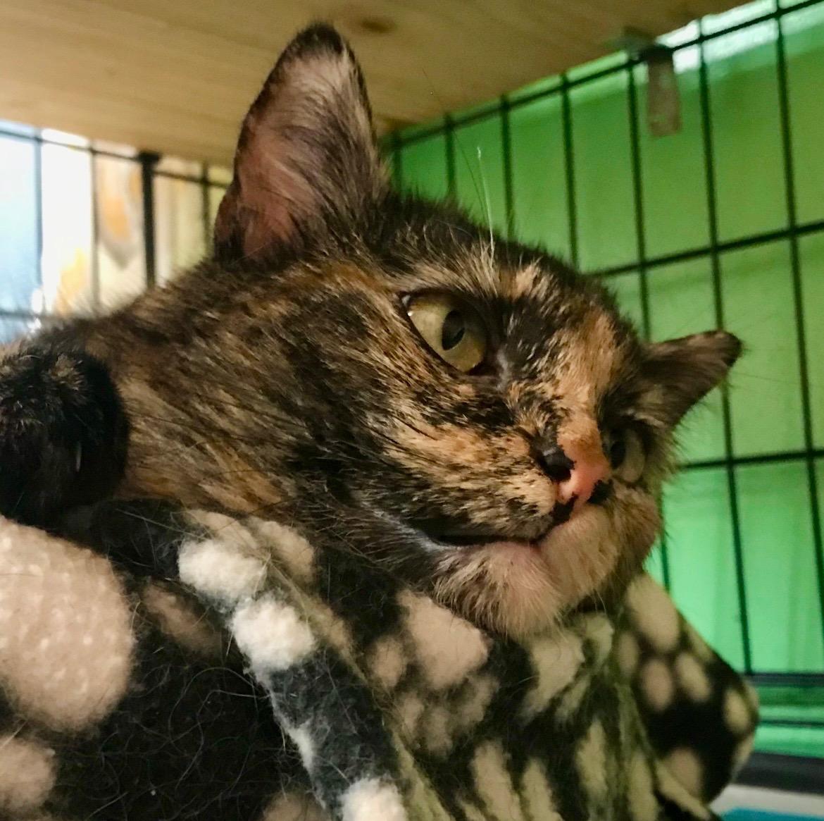 Enlarge Sassafras, a Adoptable Domestic Short Hair in Darien, CT image 2/3