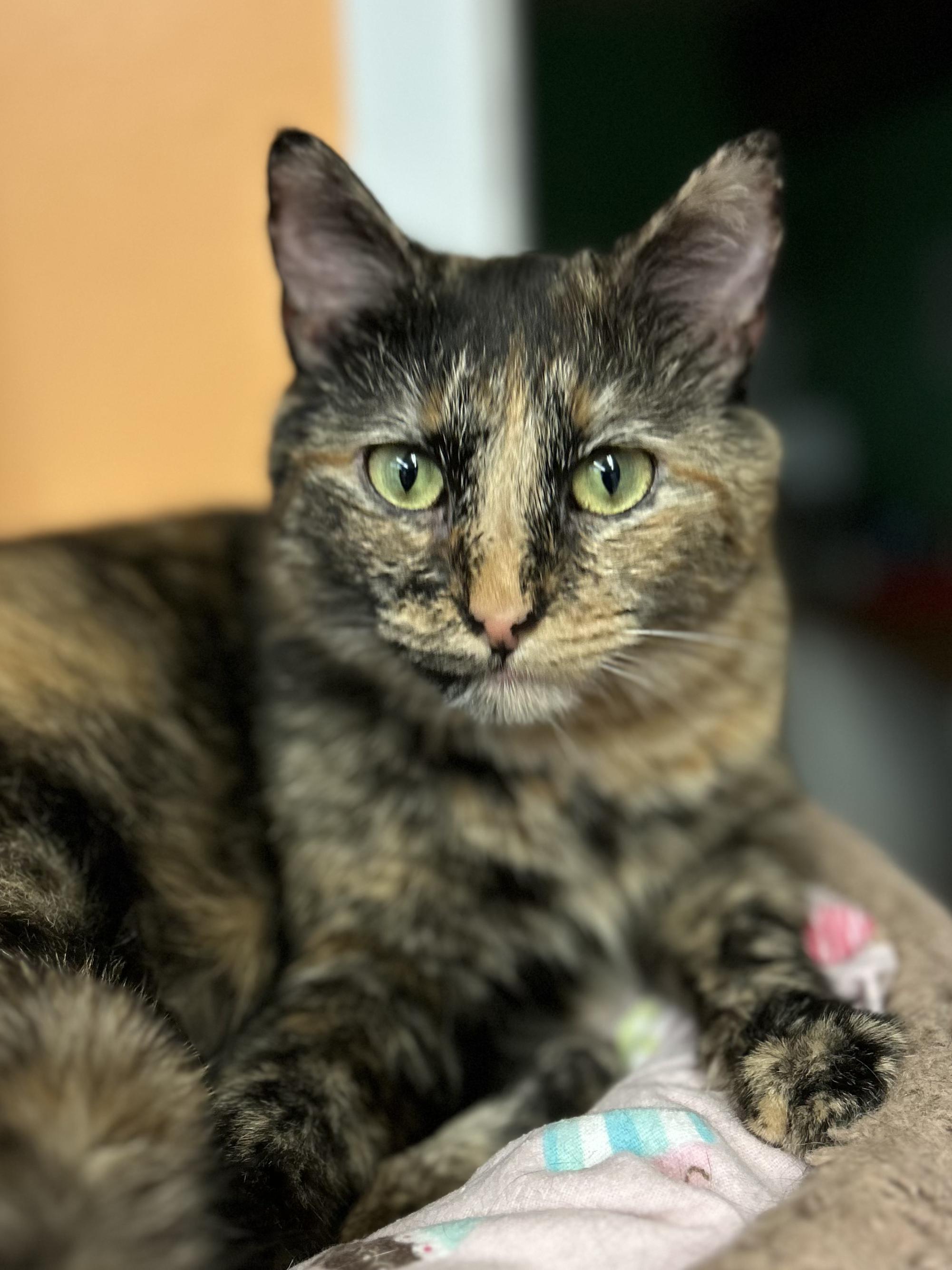 Enlarge Sassafras, a Adoptable Domestic Short Hair in Darien, CT image 3/3