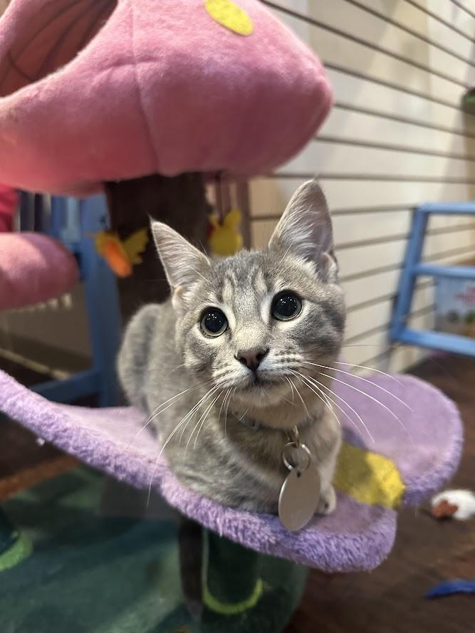 Enlarge Mother Miranda, an adopted Domestic Short Hair in The Colony, TX image 1/4