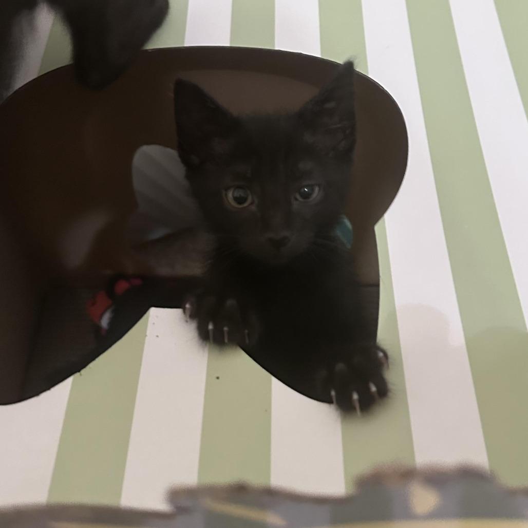 Douglas, Adoptable, Kitten Male Domestic Short Hair.