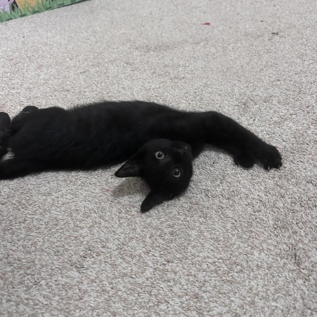 Douglas, a Adoptable Domestic Short Hair in Prosper, TX image 2/6