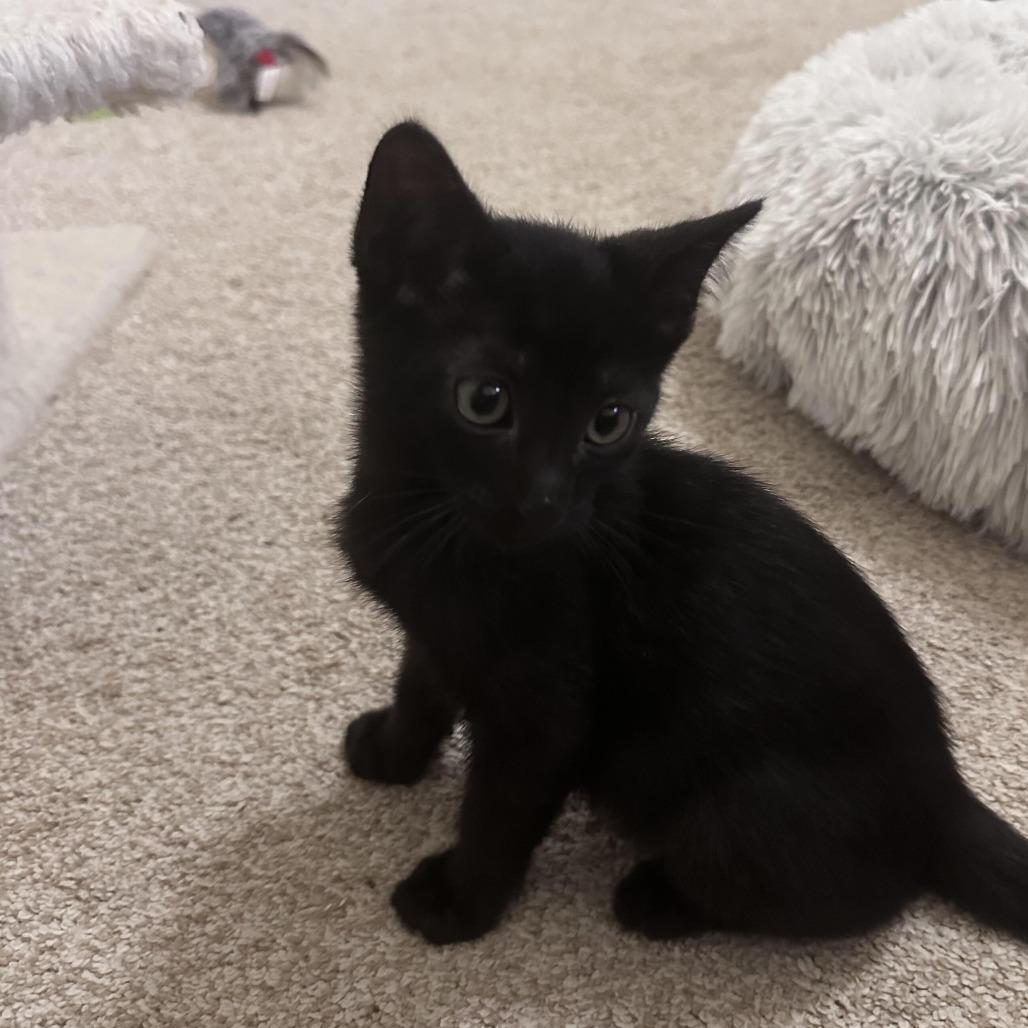 Douglas, a Adoptable Domestic Short Hair in Prosper, TX image 3/6