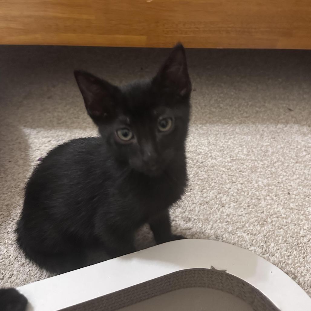 Douglas, a Adoptable Domestic Short Hair in Prosper, TX image 5/6