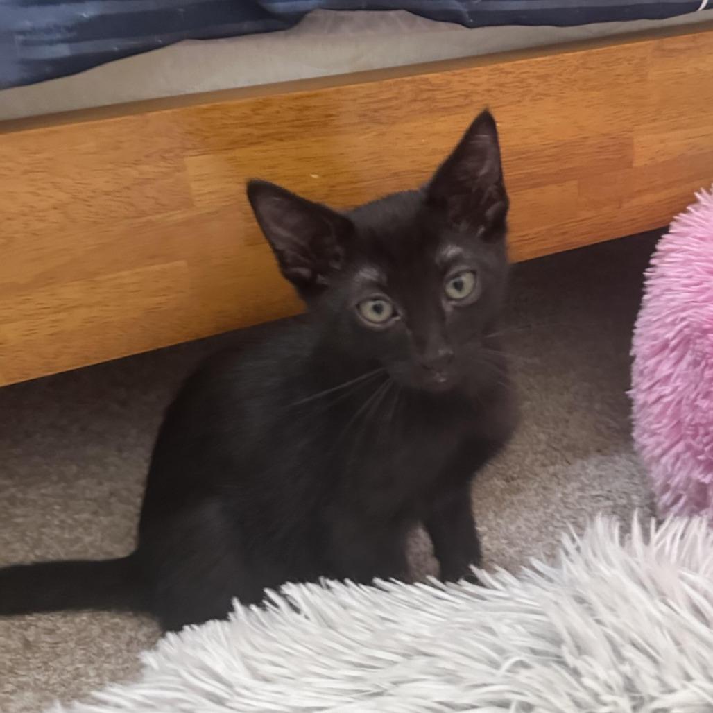 Douglas, a Adoptable Domestic Short Hair in Prosper, TX image 6/6