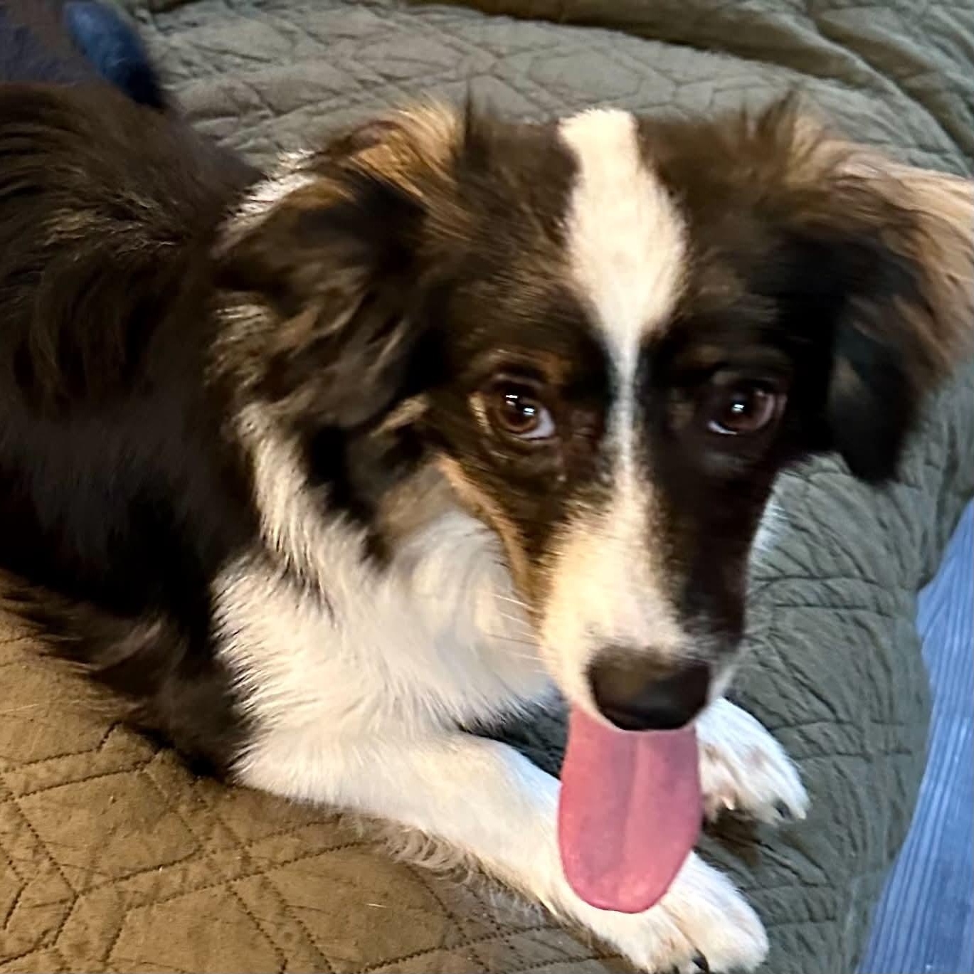 Enlarge Sapphire, an adopted mixed breed in Bloomfield, CT image 4/6