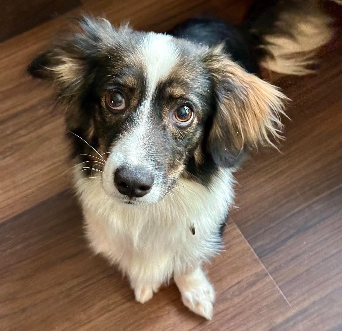 Sapphire, adopted, Young Female Australian Shepherd & Spaniel.