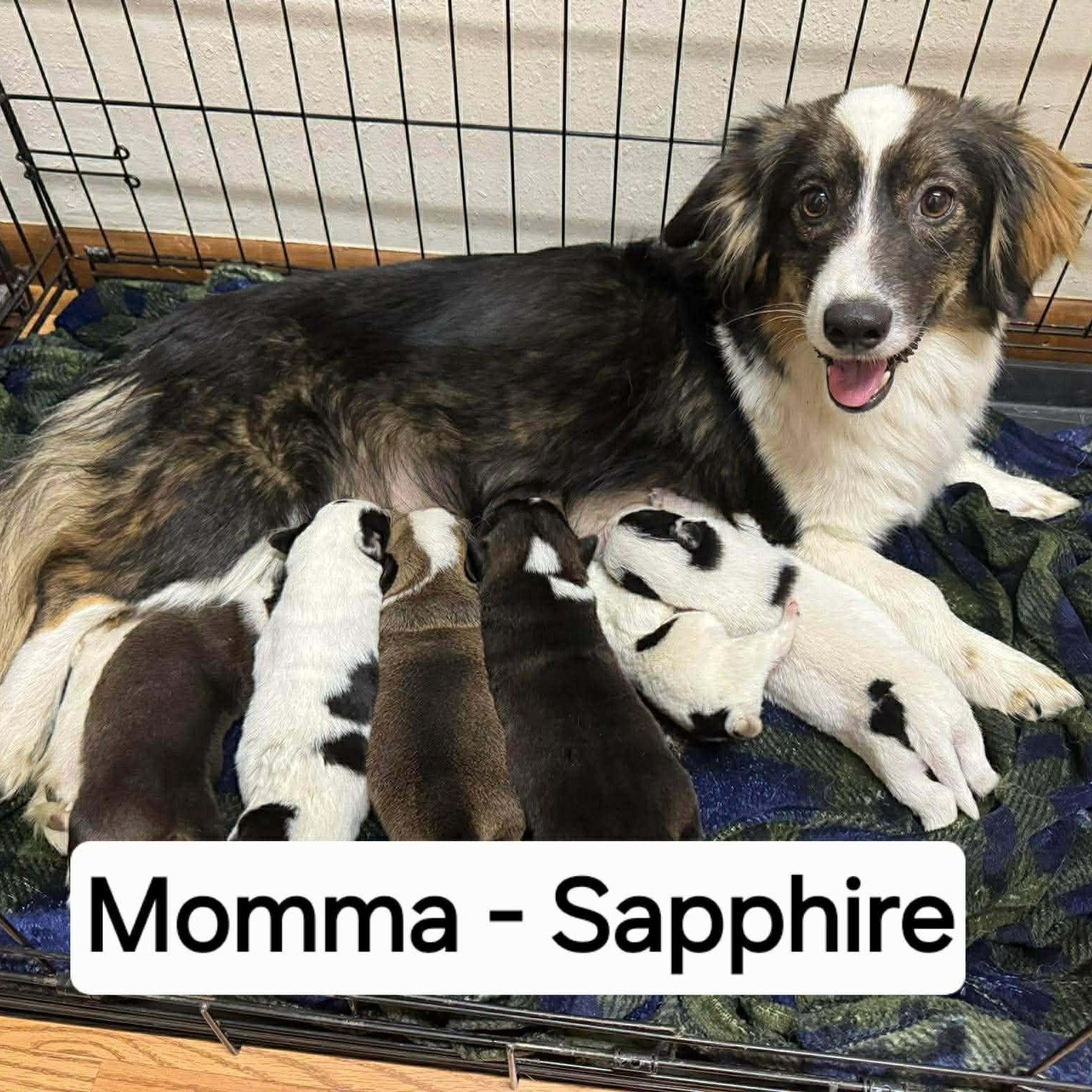 Enlarge Sapphire, an adopted mixed breed in Bloomfield, CT image 2/6