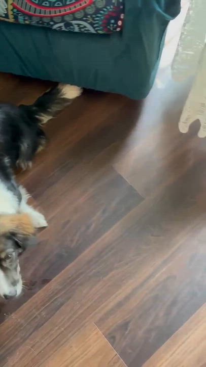 Enlarge Sapphire, an adopted mixed breed in Bloomfield, CT video 5/6