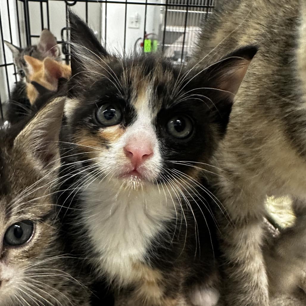 Enlarge Coraline, a Adoptable Domestic Short Hair in Manhattan, KS image 1/1