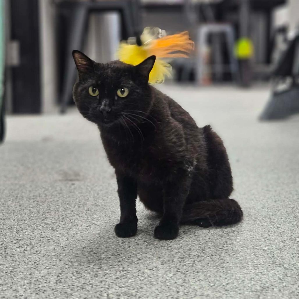 Wapsi, ADOPTABLE, Kitten Male Domestic Short Hair.