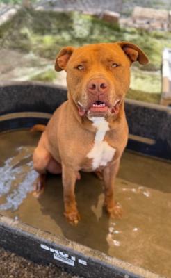 Aries, Adoptable, Young Male Pit Bull Terrier & Mixed Breed.