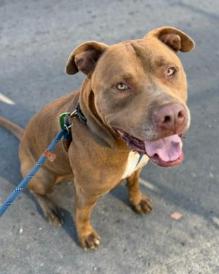 Aries, Adoptable, Young Male Pit Bull Terrier & Mixed Breed.