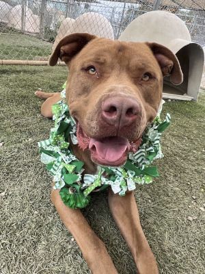 Aries, a Adoptable mixed breed in Santa Paula, CA image 2/6