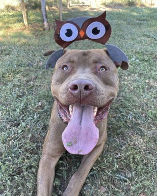 Aries, a Adoptable mixed breed in Santa Paula, CA image 5/6