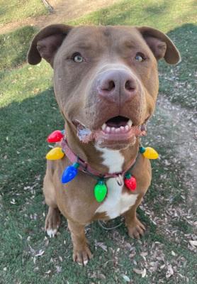 Aries, Adoptable, Young Male Pit Bull Terrier & Mixed Breed.