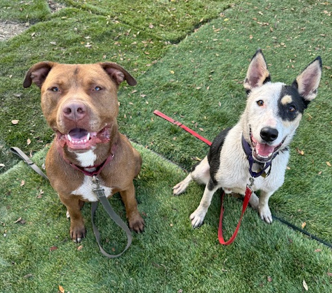 Aries, a Adoptable mixed breed in Santa Paula, CA image 3/6