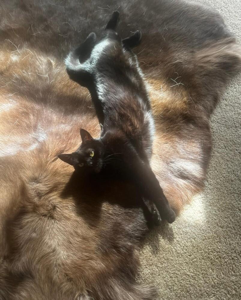 Enlarge Olive, a Adoptable Domestic Short Hair in Oceanside, CA image 2/3