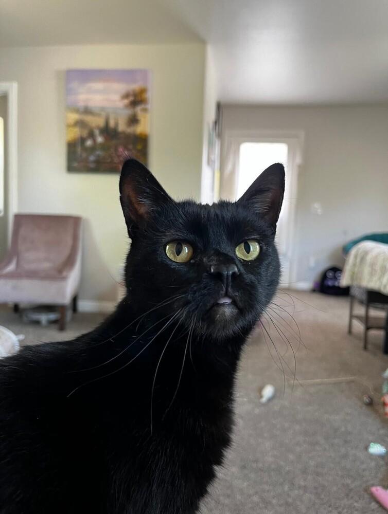 Olive, Adoptable, Adult Female Domestic Short Hair.