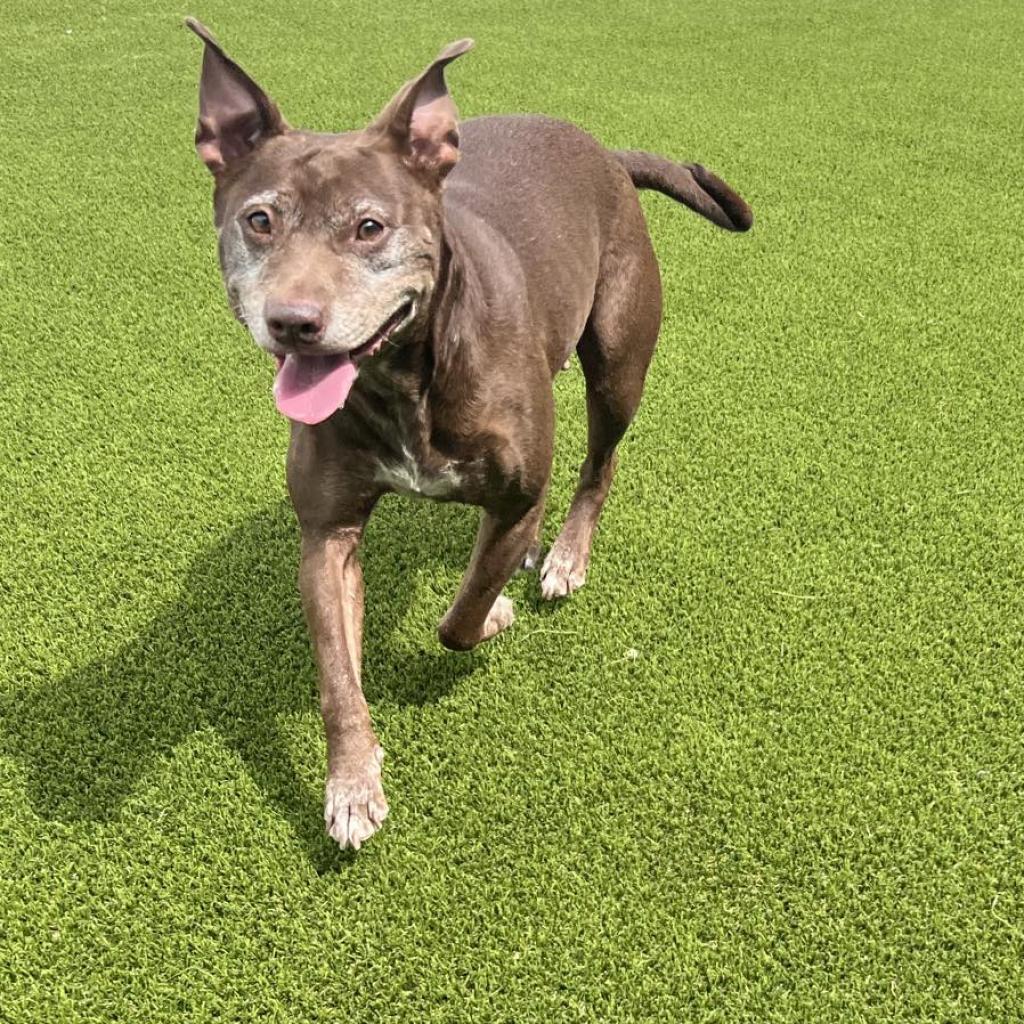 Boom Boom — thumbnail 2