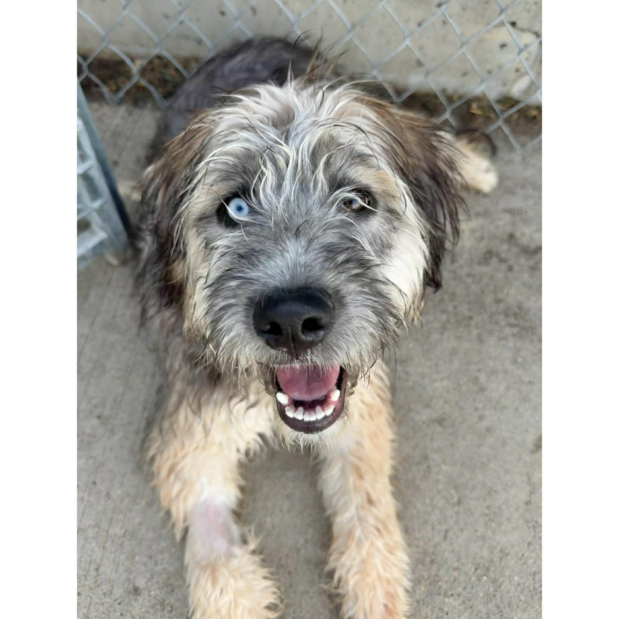 Enlarge Sierra, a ADOPTABLE mixed breed in Boulder, CO image 4/6
