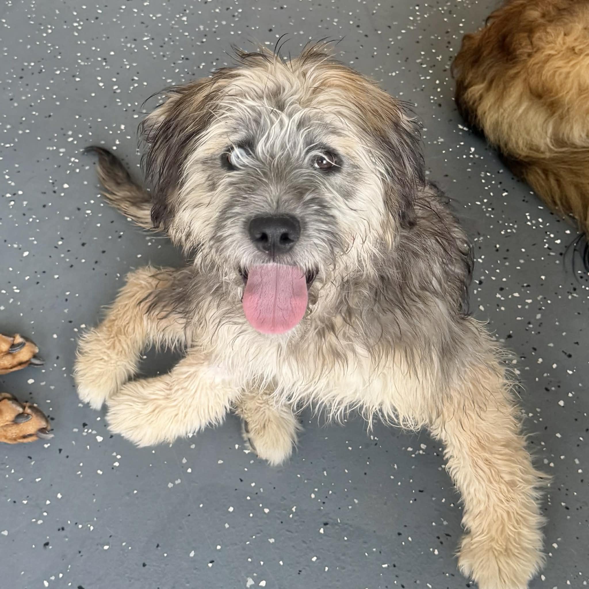 Enlarge Sierra, a ADOPTABLE mixed breed in Boulder, CO image 5/6