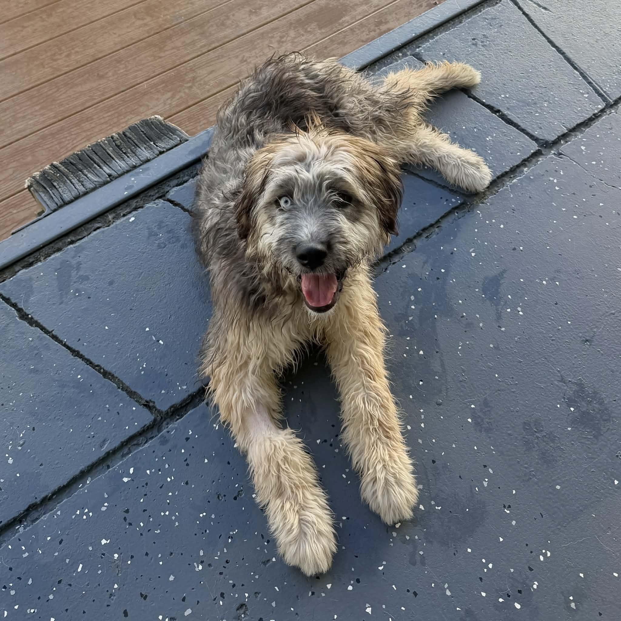 Enlarge Sierra, a ADOPTABLE mixed breed in Boulder, CO image 2/6