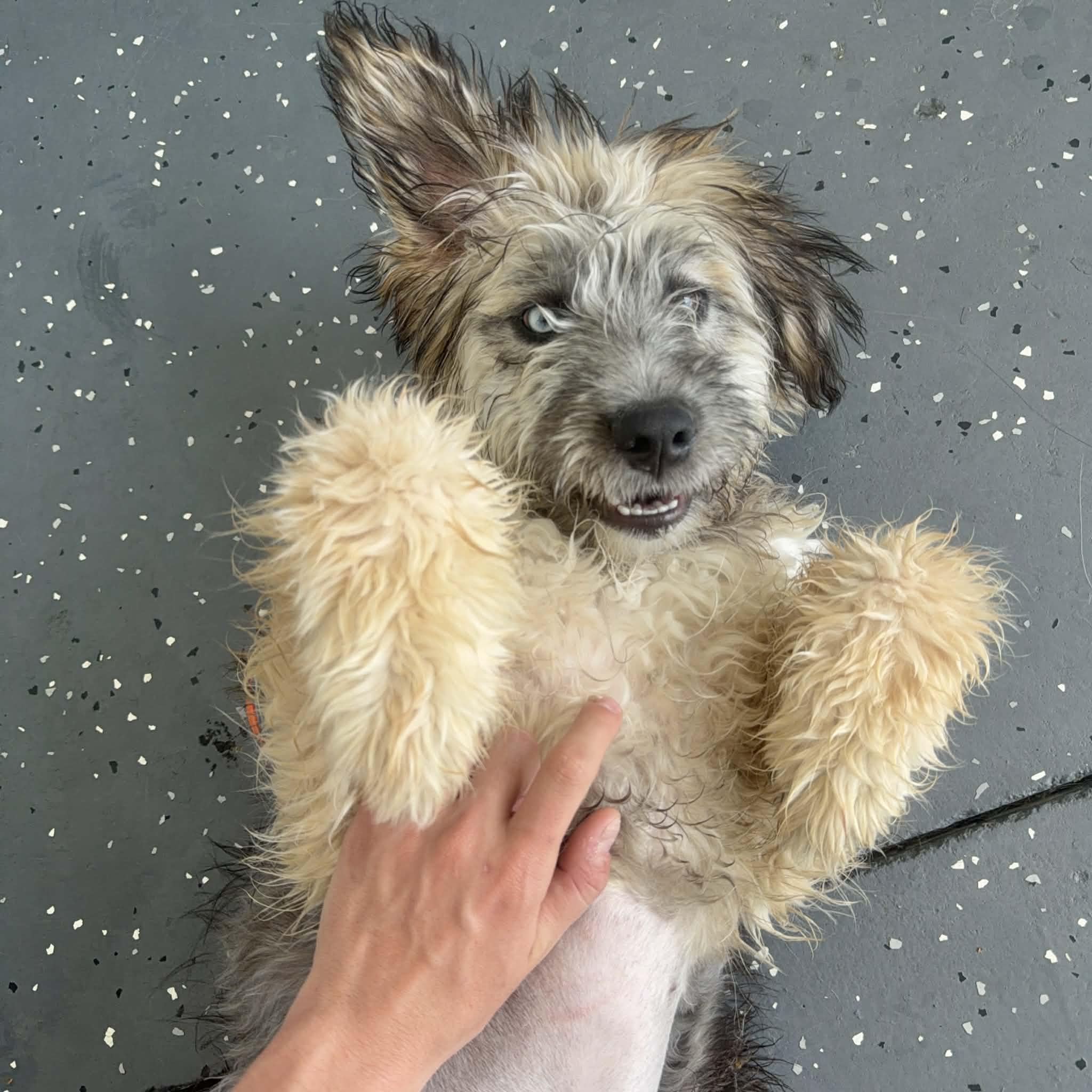 Enlarge Sierra, a ADOPTABLE mixed breed in Boulder, CO image 6/6