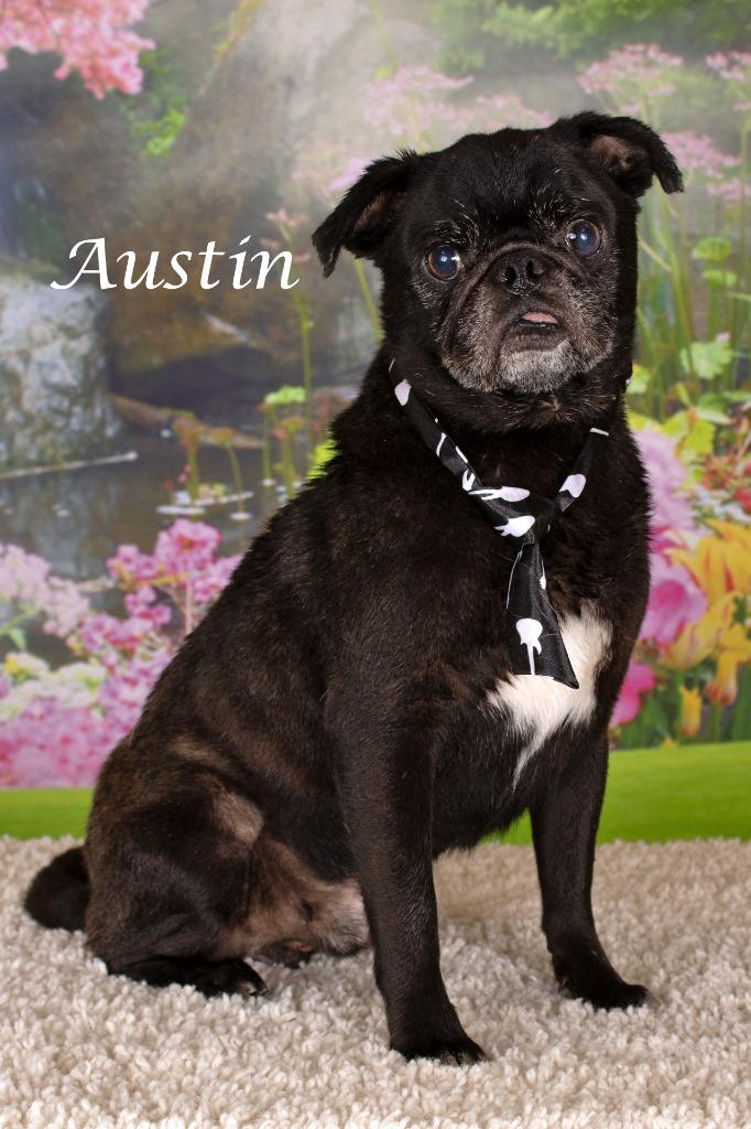 Austin, Adoptable, Adult Male Pug & Shepherd.