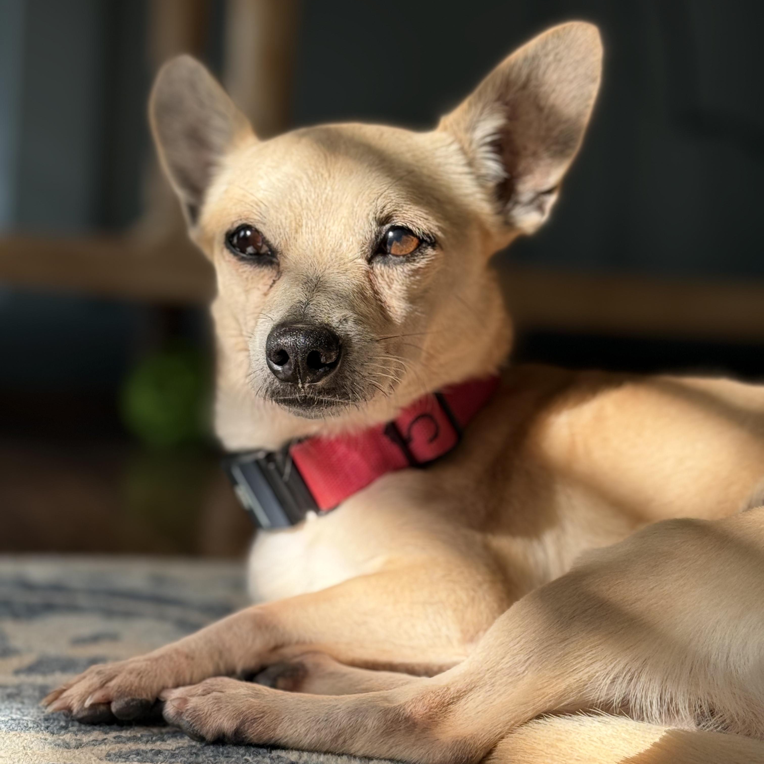 Leo, adoptable, Adult Male Chihuahua.