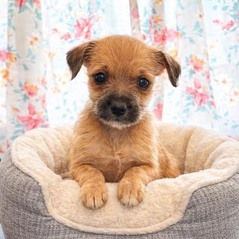 Ghetti, adopted, Puppy Male Chihuahua.