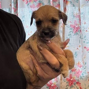 Enlarge Ghetti, an adopted mixed breed in Salem, VA image 2/5