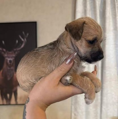 Enlarge Ghetti, an adopted mixed breed in Salem, VA image 4/5