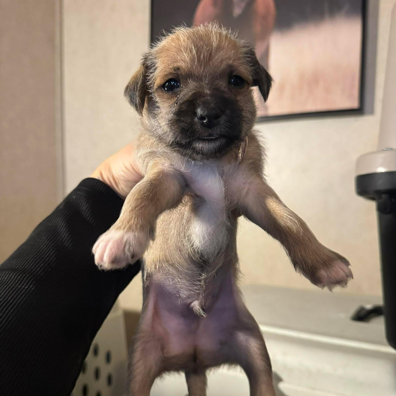 Enlarge Ghetti, an adopted mixed breed in Salem, VA image 3/5