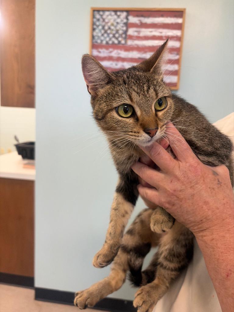 Parker, Adoptable, Young Female Domestic Short Hair.