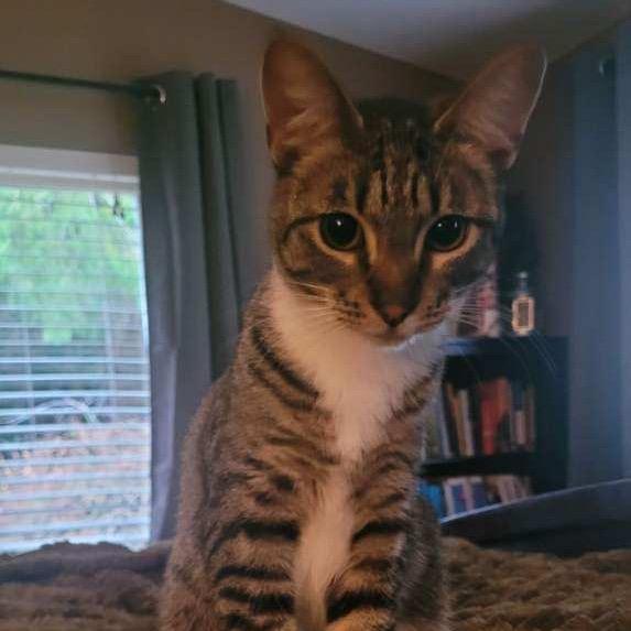 Bindy, Adoptable, Young Female Domestic Short Hair.