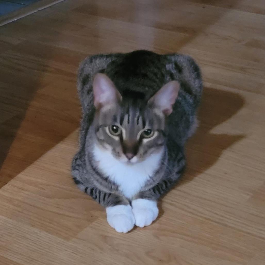 Bindy, a Adoptable Domestic Short Hair in Ferndale, WA image 2/5