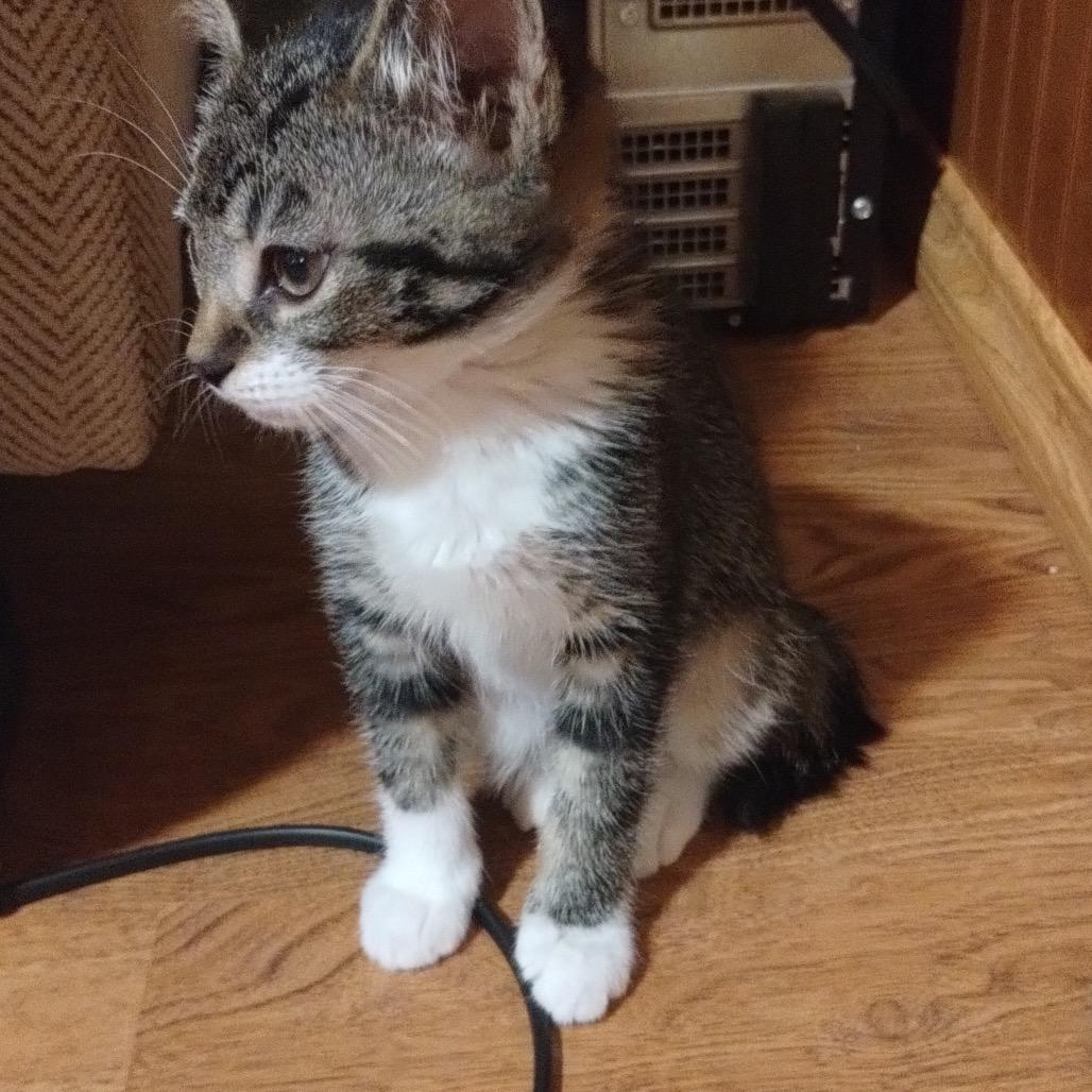 Enlarge Bindy, a Adoptable Domestic Short Hair in Ferndale, WA image 1/3