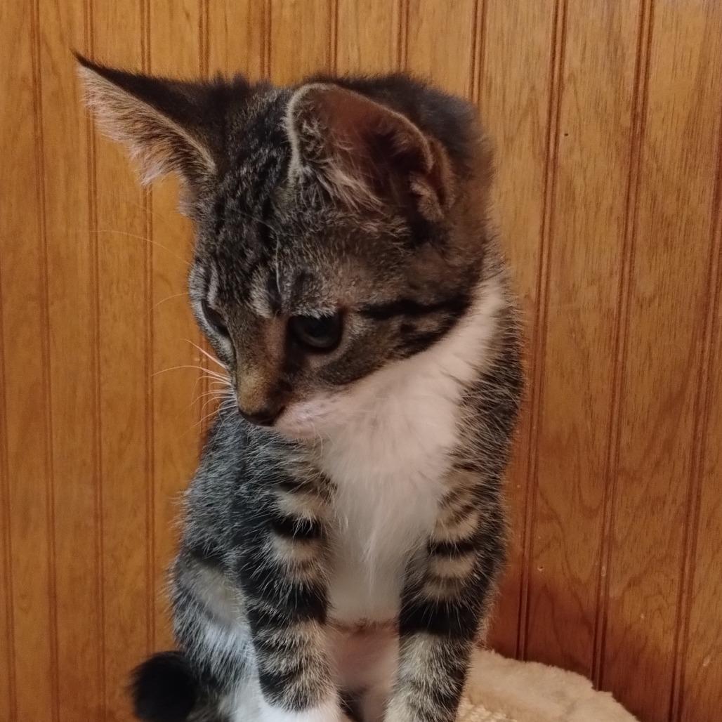 Enlarge Bindy, a Adoptable Domestic Short Hair in Ferndale, WA image 2/3