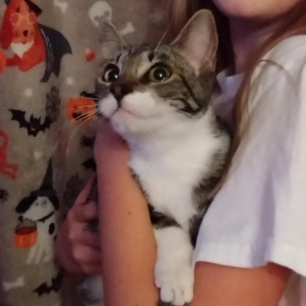 Enlarge Bindy, a Adoptable Domestic Short Hair in Ferndale, WA image 3/3