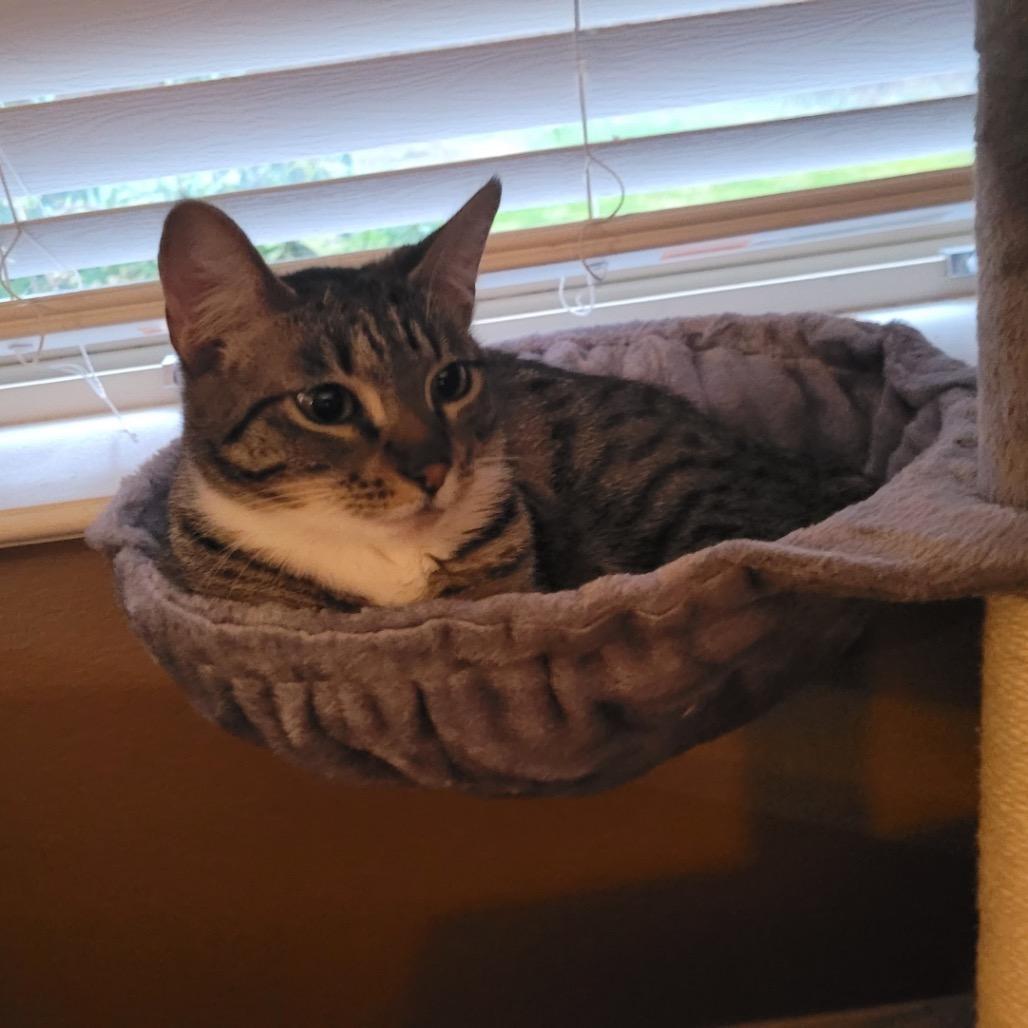 Bindy, a Adoptable Domestic Short Hair in Ferndale, WA image 5/5