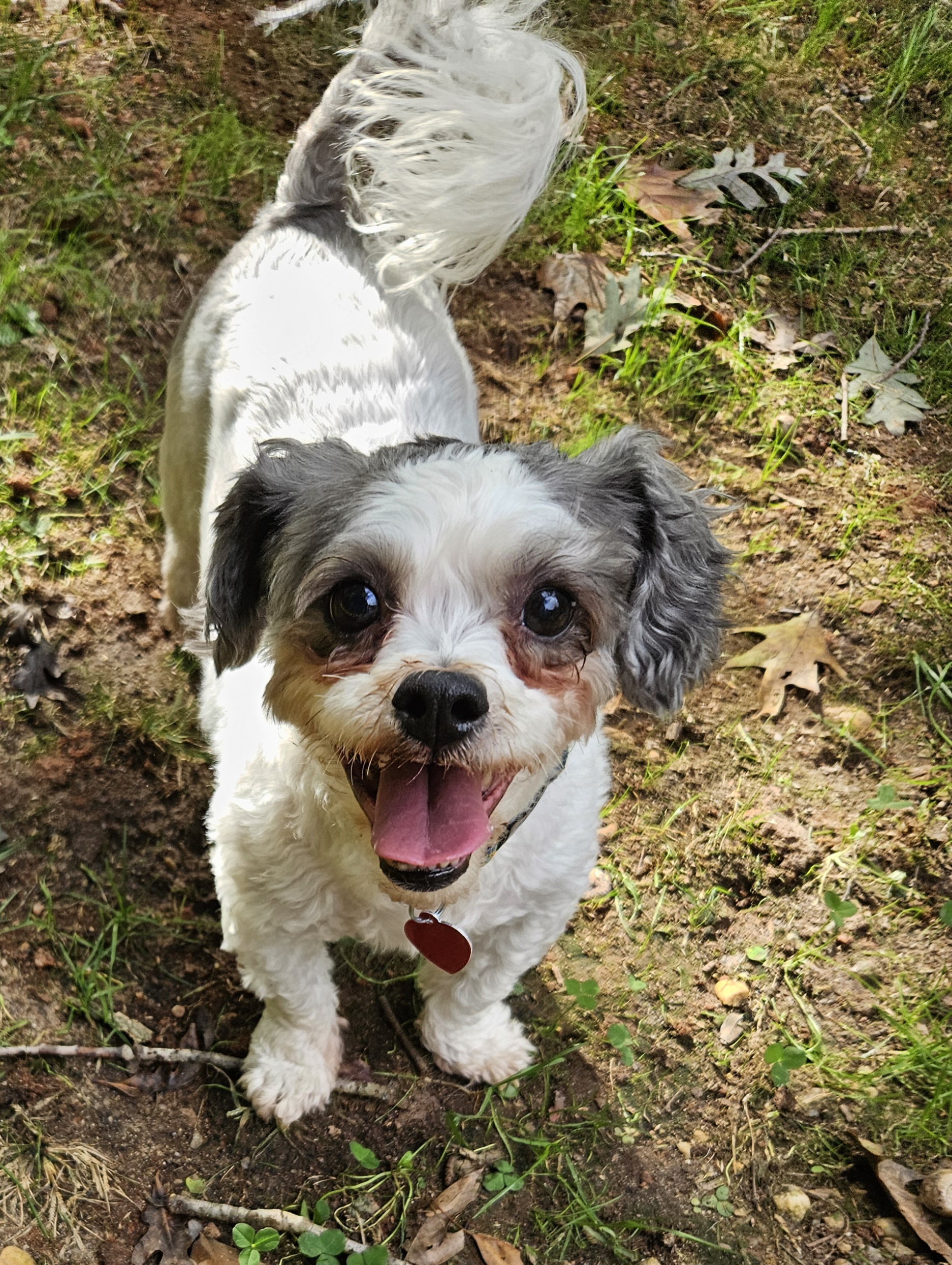 Orion, a Adoptable mixed breed in Raleigh, NC image 1/3
