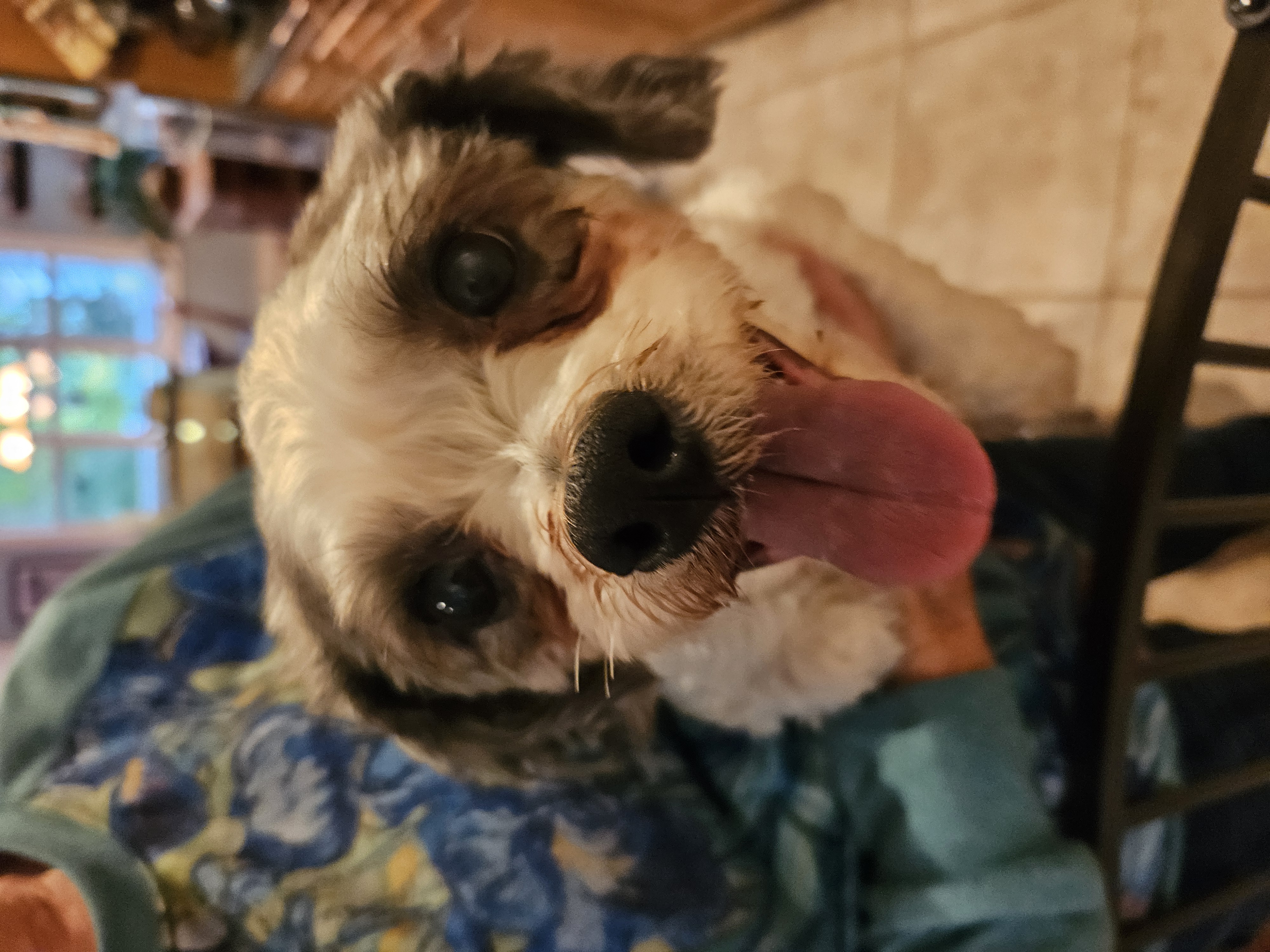 Orion, Adoptable, Adult Male Lhasa Apso & Miniature Poodle.